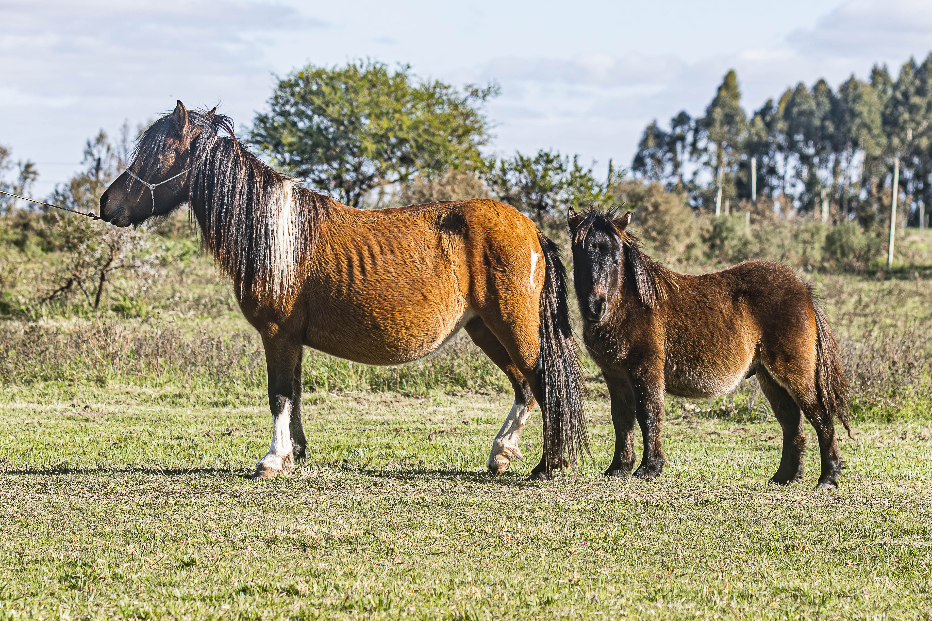 Potrillo Gen 2025 SHR Toribio - Cabaña SHR Poni Shetland Uruguay